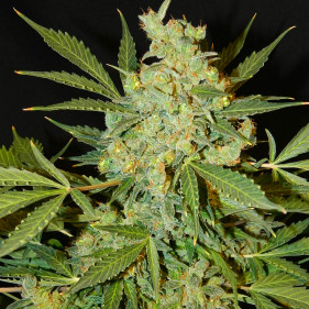 Семена конопли Auto Anubi